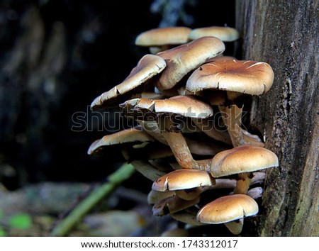 Close-up picture of mushroom, This widely distributed mushroom is fairly common, and is often found fruiting in large, striking clusters on the wood of conifers or hardwoods.