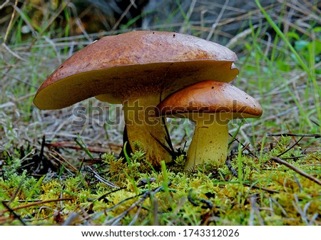 Close-up picture of mushroom, Suillus collinitus is a pored mushroom of the genus Suillus in the family Suillaceae. It is an edible mushroom found in European pine forests.