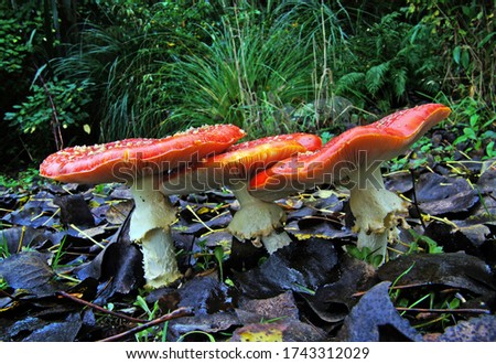 Close-up picture of mushroom, Amanita muscaria (Fly agric)
Amanita muscaria, commonly known as the fly agaric or fly amanita, is a basidiomycete mushroom