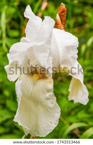 Blooming white iris after the rain in the spring garden.