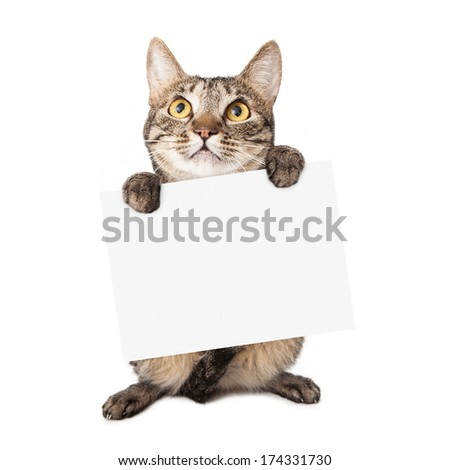 A cute brown and black striped cat holding up a blank white cardboard sign for you to enter your message onto