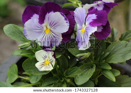 Purple pansy flower in bloom. Viola tricolor, heartsease