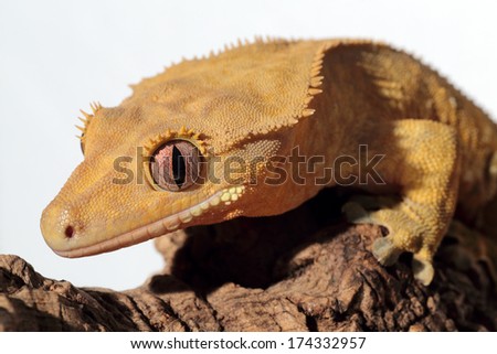 Closeup of a new Caledonian crested gecko (Rhacodactylus ciliatus) on white background