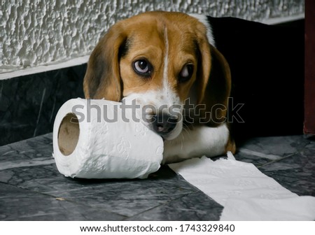 Beagle dog eating toilet paper  Royalty-Free Stock Photo #1743329840