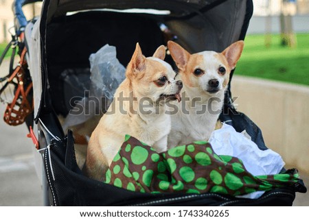 Two dogs are sitting in a stroller.