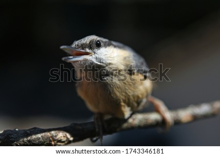bird on a branch sitelle torchepot