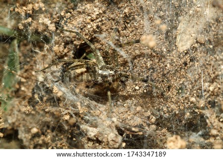 Close up spider on spider web in sand cave at nature thailand
