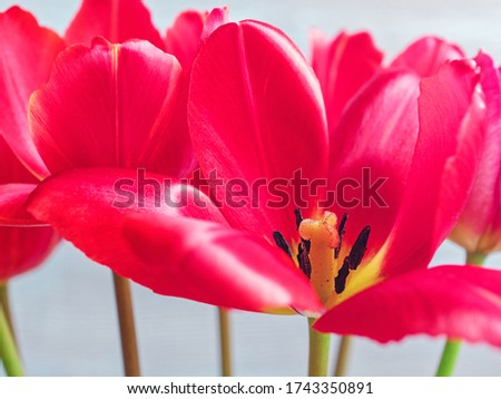 An opened bud of a red tulip is on a white background.  Between the petals visible pestle, stamens and pollen. Macro image.