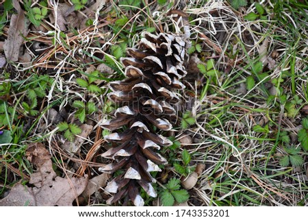 A pine cone on the ground along pine needles and grass. Picture taken in Kansas City, Missouri.