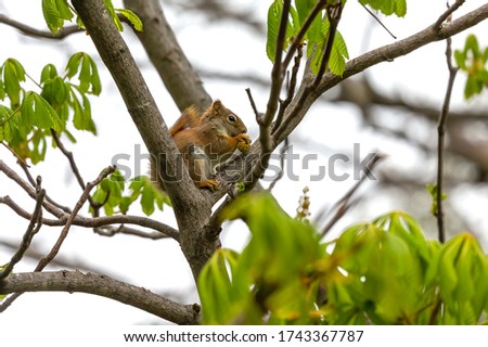 The  small American red squirrel (Tamiasciurus hudsonicus) eats walnut  flowers