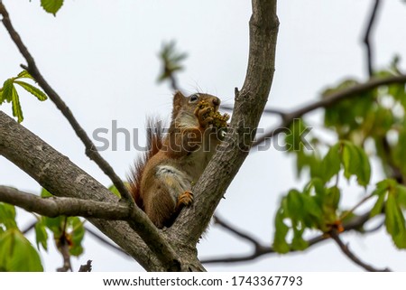 The  small American red squirrel (Tamiasciurus hudsonicus) eats walnut  flowers