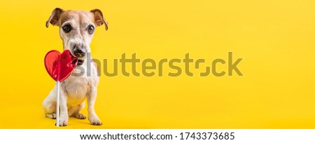 a Sweets lover heart breaker dog  Jack Russell terrier eating red heart shaped caramel candy lollipop. Yellow bright background. Romantic feeling concept. confectionery shop horizontal long banner.  