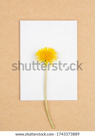 
Yellow dandelion on a white canvas, picture frame, concept drawing.
