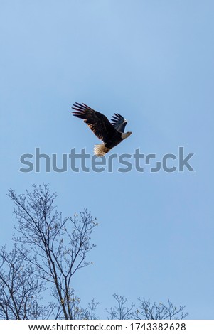 The Bald Eagle flying to the nest