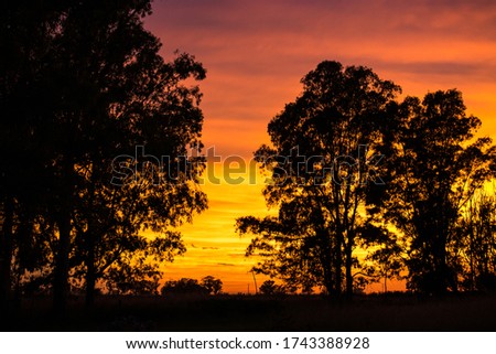 Sunrise in the field. The sun rises in the morning and the sky and clouds are lighted of yellow, orange and different shades of pink , with the trees backlit
