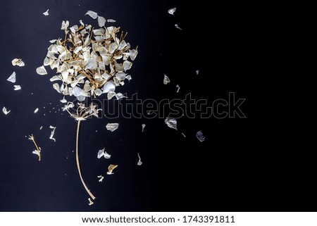 dried white flower leaves with branch on black background left side, flowers and nature concept wallpaper