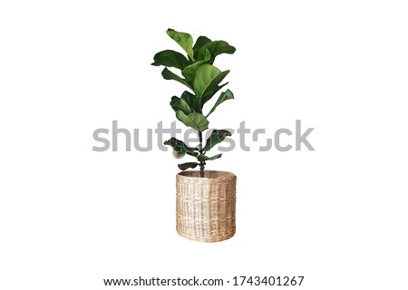 A Fiddle Leaf Fig or Ficus lyrata indoor potted plant with large, green, shiny leaves planted in a rattan basket. Popular air purifier plant for tropical minimal design. Isolated on white background Royalty-Free Stock Photo #1743401267
