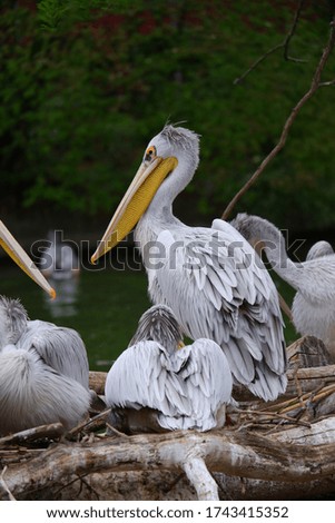 Picture of a Pelican in his Group