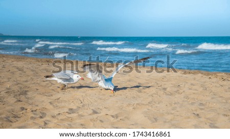 Seagulls on the beach of Mediterranean sea, Spain