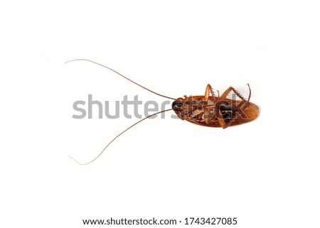 Cockroaches, Dead cockroaches isolated on white background