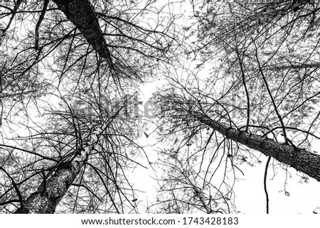 Black and White trees from underneath 