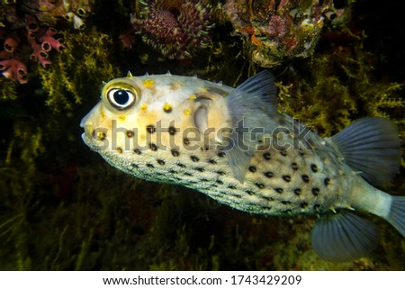 Close-up macro view of vivid yellow porcupine fish (or pufferfish, Diodontidae, Tetraodontidae) with a big eye and spikes, Indian Ocean, Daymaniyat Islands, Oman