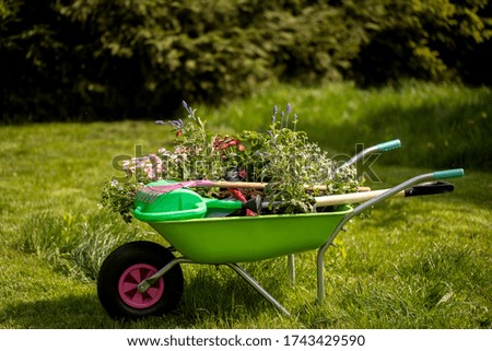 Concept background for gardening. flowers. A garden watering can, gloves, small shovel, sprouts in a garden wheelbarrow on a green lawn with daisies in the sunlight. Beautiful garden arrangements