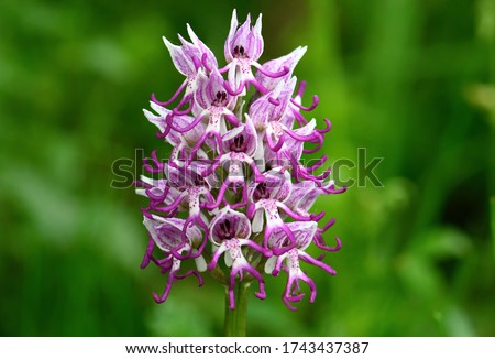 Orchis simia, commonly known as the monkey orchid, is a greyish pink to reddish species of the genus Orchis.