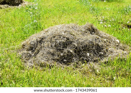 pictured a small haystack closeup