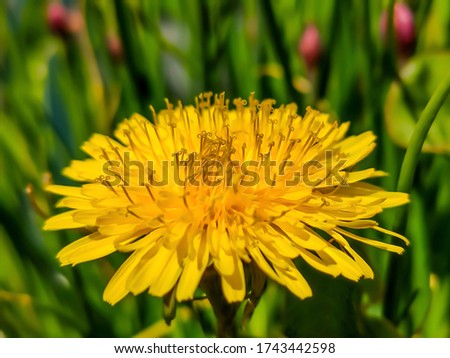 dandelion maro yellow herbal color