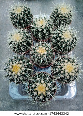 ordinary green cactus seedling close-up
