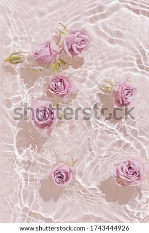 Summer scene with pink rose flowers in water. Sun and shadows. Minimal nature background.