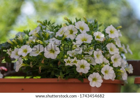 Calibrachoa million bells beautiful flowering plant, group of white flowers in bloom, ornamental pot balcony plant, green leaves Royalty-Free Stock Photo #1743454682