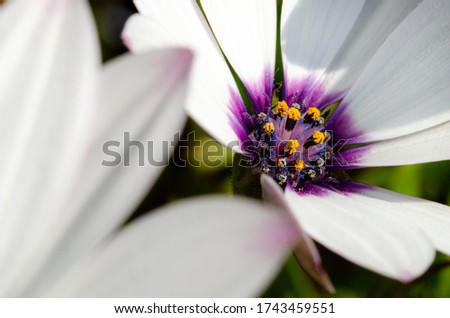 Macro and close-up Colorful osteospermum or dimorphotheca flower with white and purple or violet colors (selective DOF)