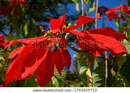 Close up of red flower blooming outdoors                            