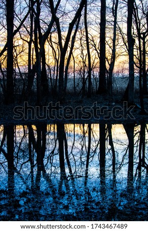 reflection of trees in a pond 