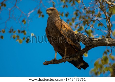 Savannah Hawk perched on a branch in Pantanal 