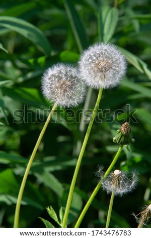 Taraxum dandelion, used as a medicinal plant. round balls of silvery crested fruit that run upwind. These balls are called "balls" or "clocks" in both British and American English. Royalty-Free Stock Photo #1743476783