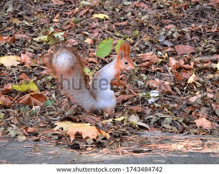 Red squirrel found a walnut and nibbles it. Fluffy tail. Tassels on the ears.