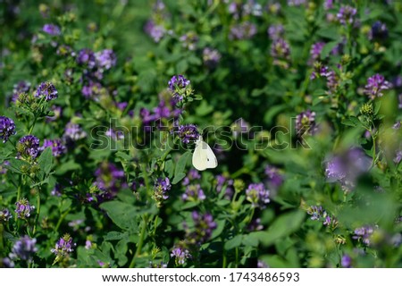 butterfly in a field of flowering alfalfa