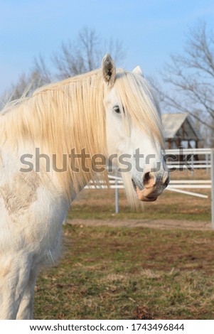 Face of white horse. Blue sky on background. Sunshine