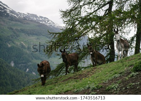 A group of donkeys graze in the Alpine meadows.