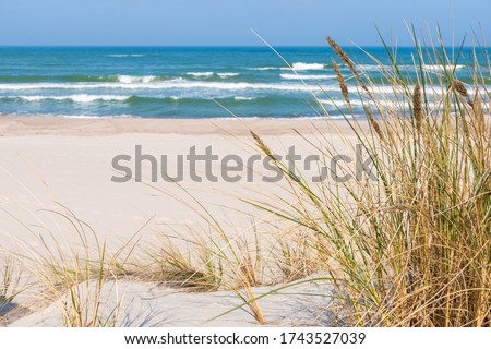 Beautiful sandy beach with dry and yellow grass, reeds, stalks blowing in the wind, blue sea with waves on the Baltic Sea in Nida, Neringa, Lithuania Royalty-Free Stock Photo #1743527039