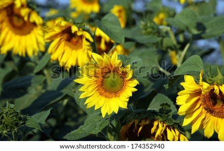 summer landscape field of sunflowers in a sunny day
