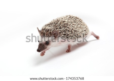Hedgehog Royalty-Free Stock Photo #174353768