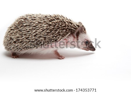 Hedgehog Royalty-Free Stock Photo #174353771