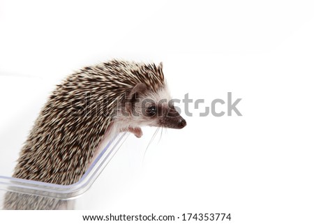 Hedgehog Royalty-Free Stock Photo #174353774