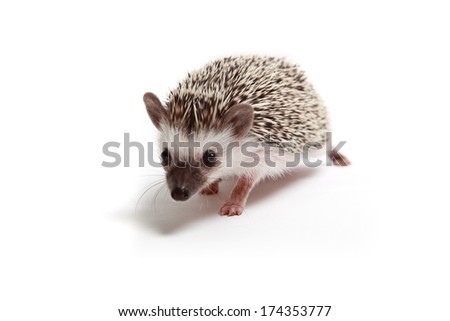 Hedgehog Royalty-Free Stock Photo #174353777