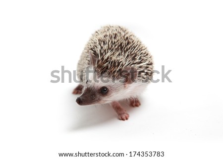 Hedgehog Royalty-Free Stock Photo #174353783