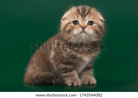 Scottish fold kitten, one month old, color chocolate marble on a green background